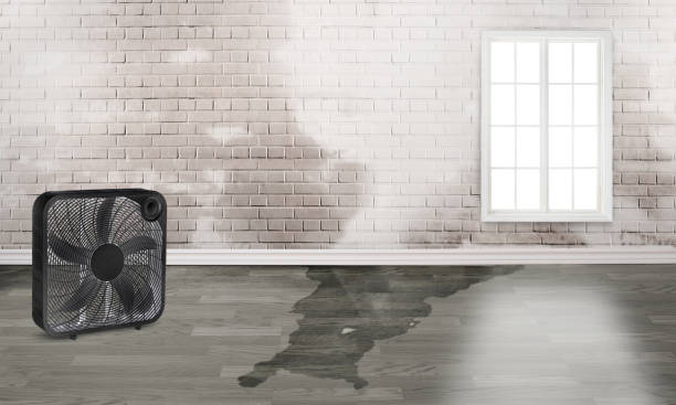 Best Professional water damage repair  in Evanston, WY